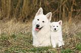 BERGER BLANC SUISSE - ADULTS ET PUPPIES 007